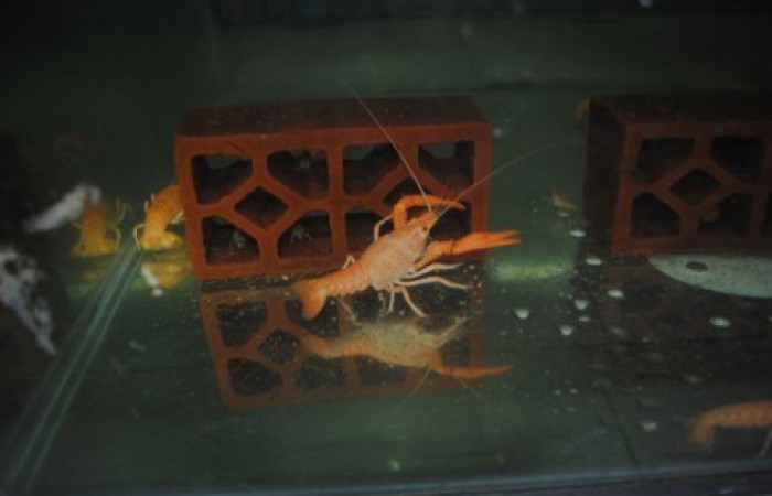 700x450-toheight-90-dsc_0133