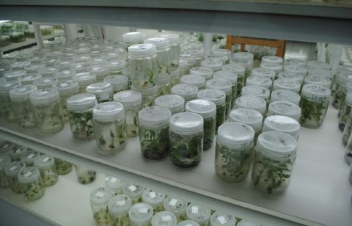 700x450-toheight-90-dsc_0210