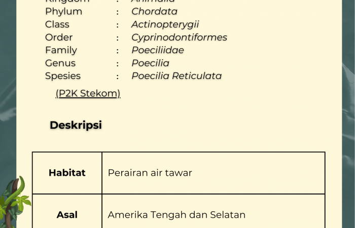 Ikan Gupi
