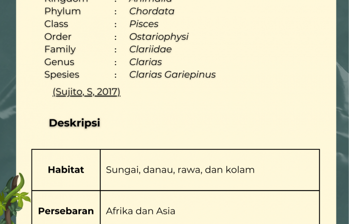 Ikan Lele