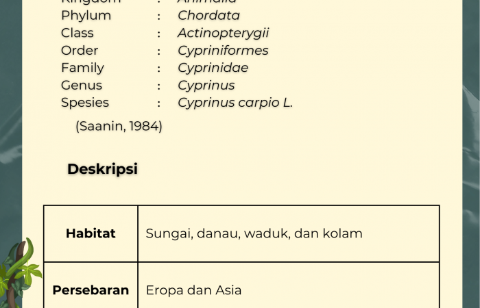 Ikan Mas