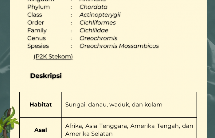Ikan Mujair