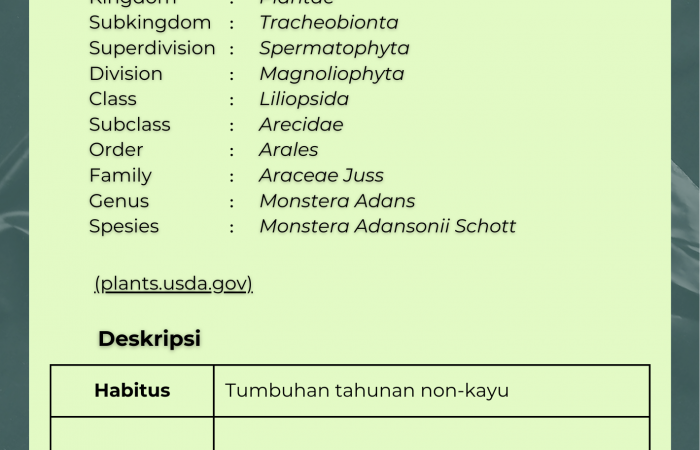 Janda Bolong