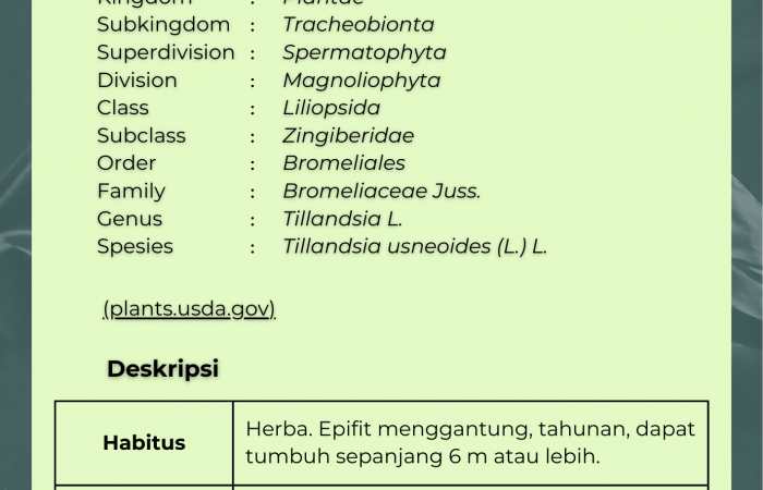 Jenggot Musa