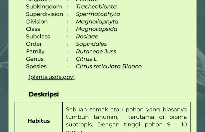 Jeruk Dekopon