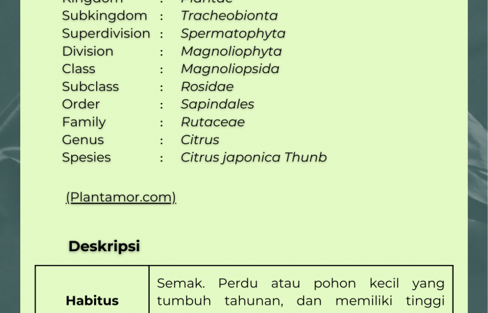 Jeruk Kumquat Nagami