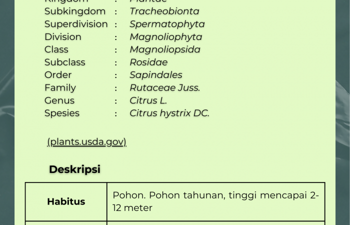 Jeruk Purut
