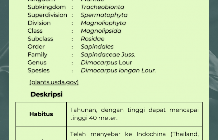 Kelengkeng