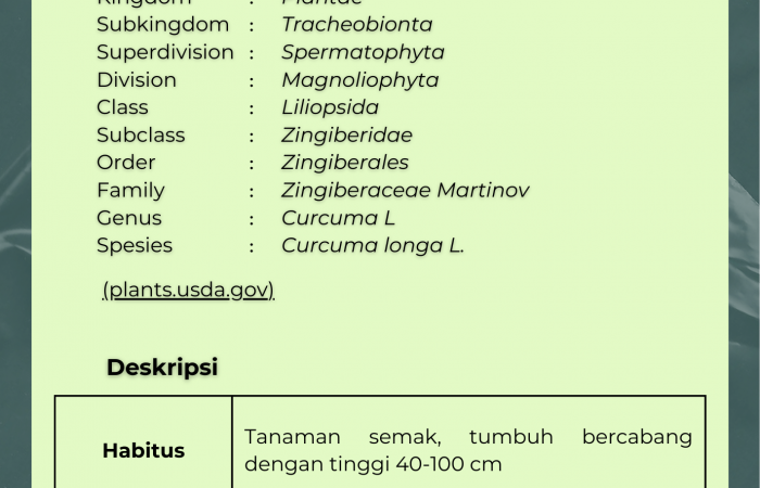 Kunyit