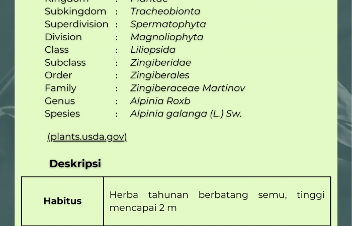 Lengkuas