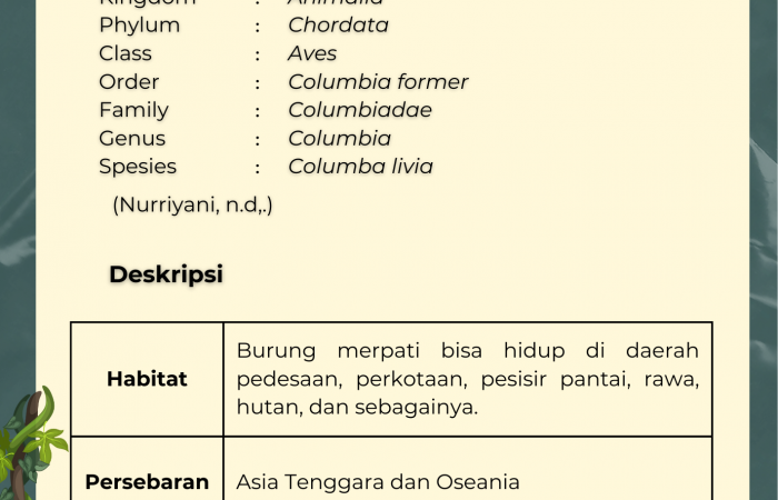 Burung Merpati