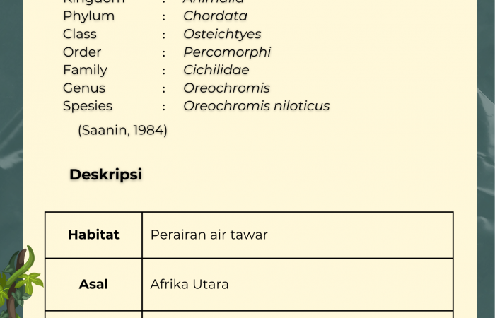 Ikan Nila