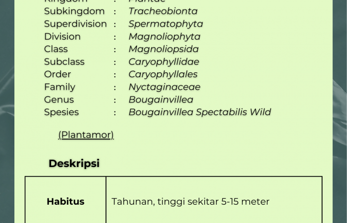 Bunga Kertas Ungu
