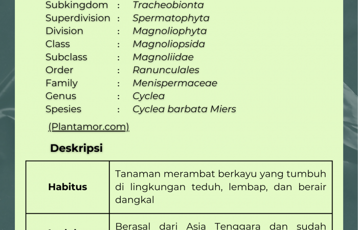 Cincau Hijau