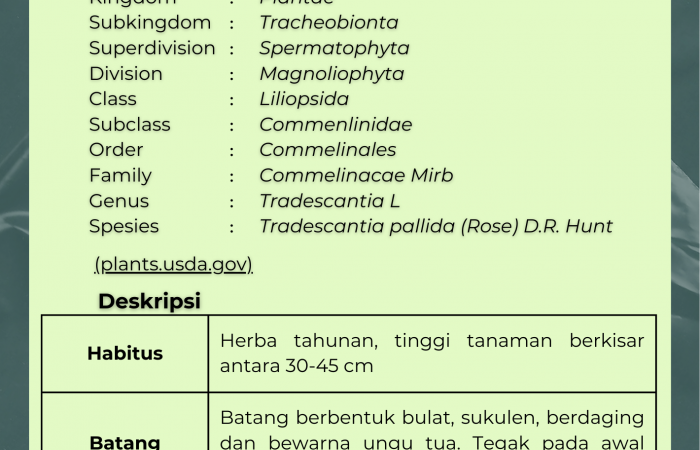 Hati Ungu