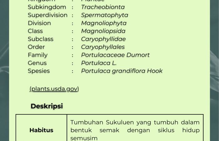 Krokot Mawar