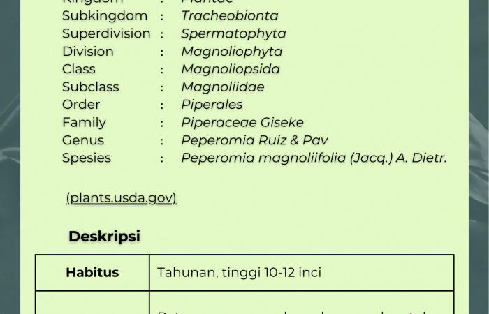 Peperomia Daun Sendok