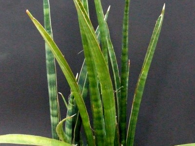 Lidah Mertua Runcing