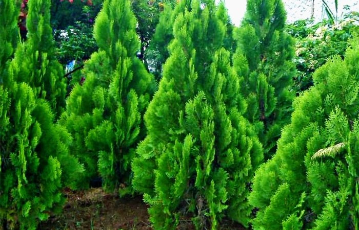 Pohon Cemara Kipas