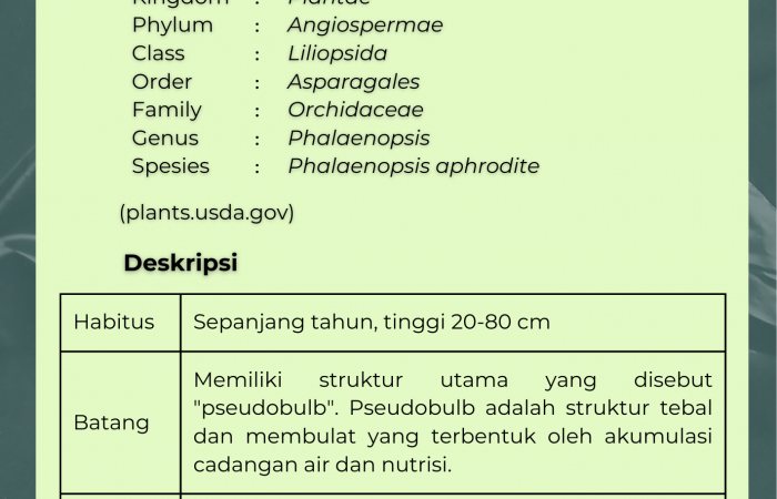 Anggrek