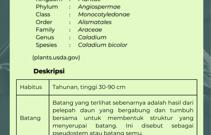 Keladi Corong