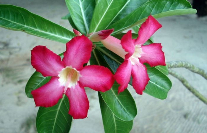Kamboja