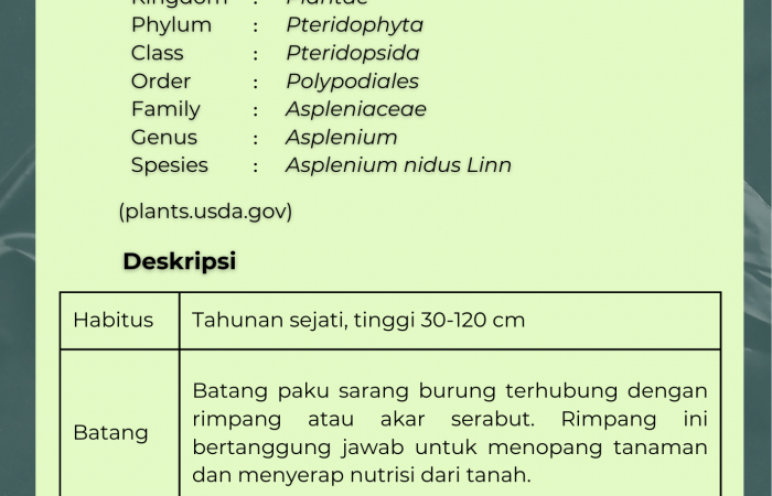 Paku Sarang Burung