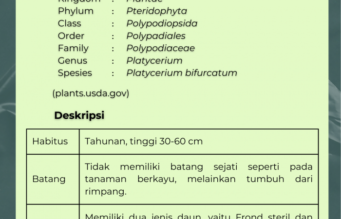 Paku Tanduk Rusa 