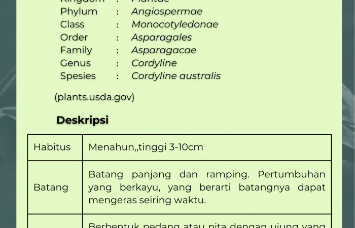 Pandan Bali